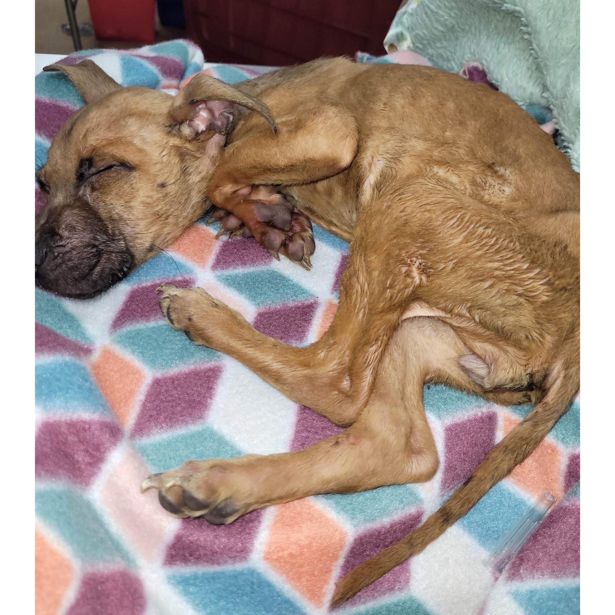 Police investigating after emaciated puppy found abandoned in Neptune Township
