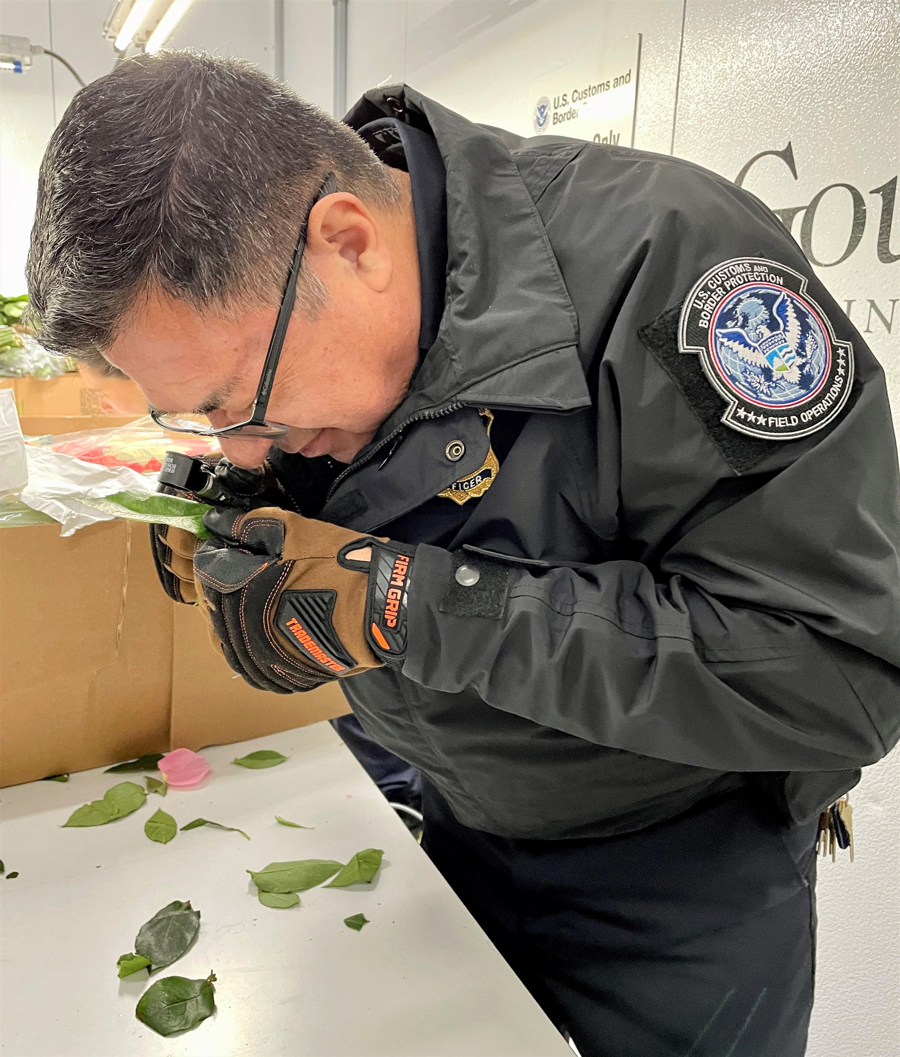 Mother’s Day Flower Rush at LAX, a Busy Time for CBP Agriculture Specialists Flower Inspection 12