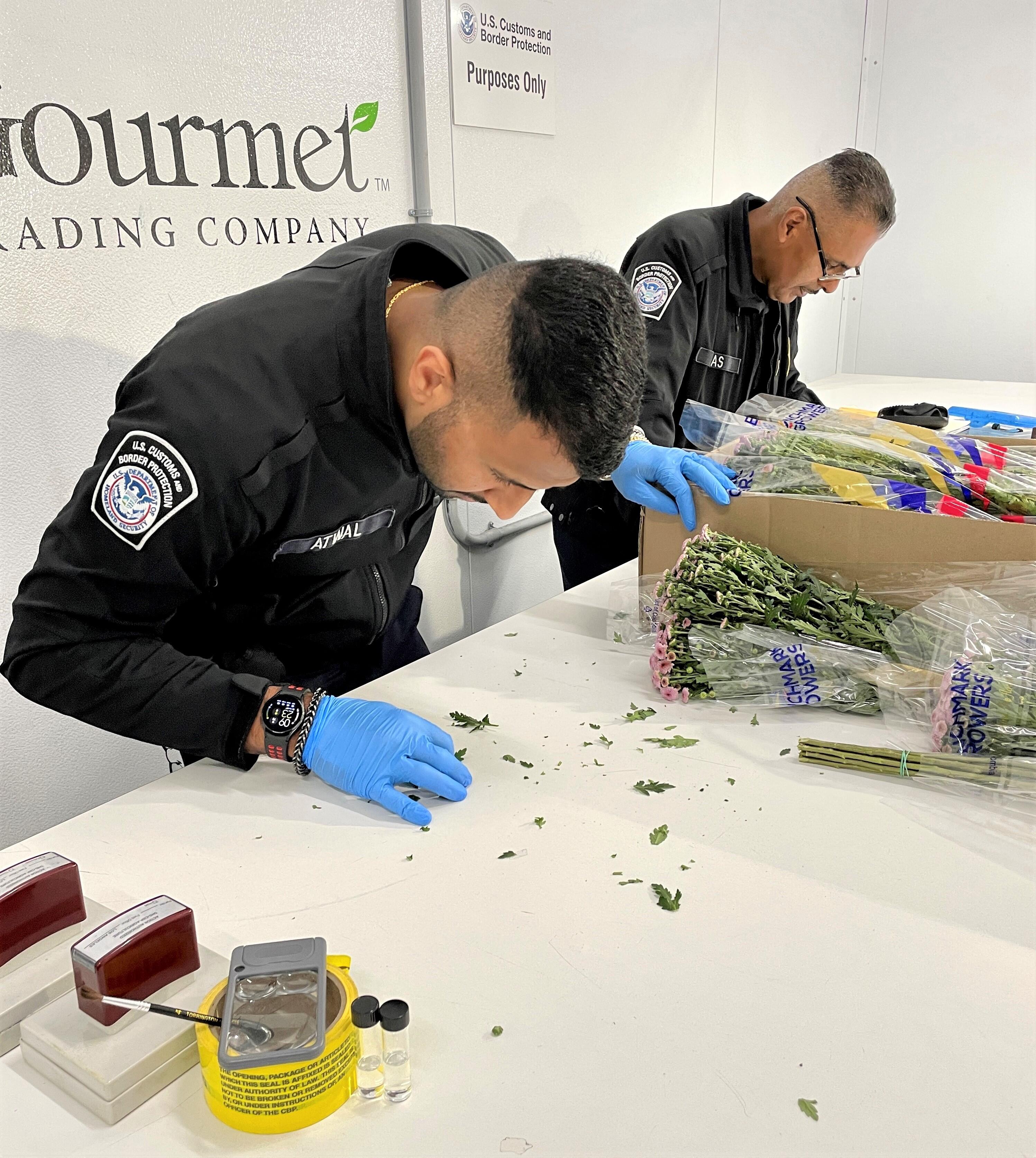 Mother’s Day Flower Rush at LAX, a Busy Time for CBP Agriculture Specialists Flowers Inspection 7
