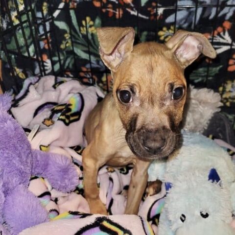 8-week-old starving puppy left dying on neptune street - photo licensed by shore news network.