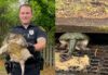 New Jersey police rescue oversized Turtle Stuck in Storm Drain