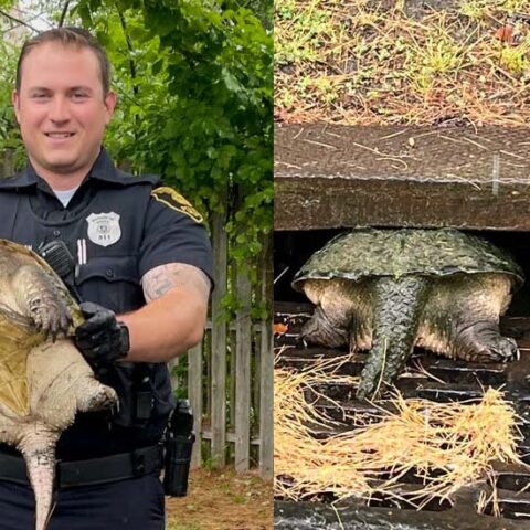 New jersey police rescue oversized turtle stuck in storm drain - photo licensed by shore news network.