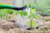 Here are 7 things you can plant right now in your new jersey backyard garden