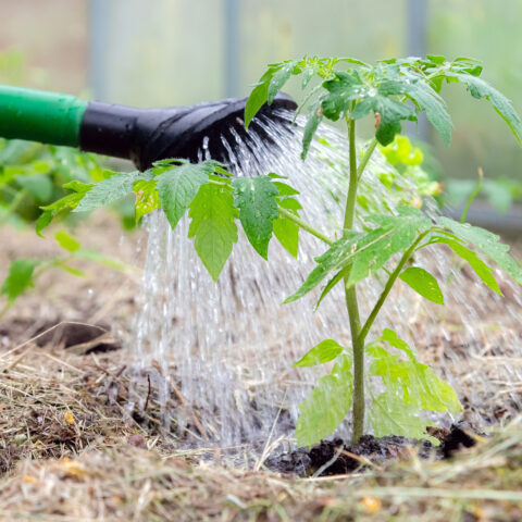 Here are 7 things you can plant right now in your new jersey backyard garden - photo licensed by shore news network.