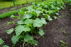 Here are 5 vegetables you can still plant by seed in your garden in may in new jersey