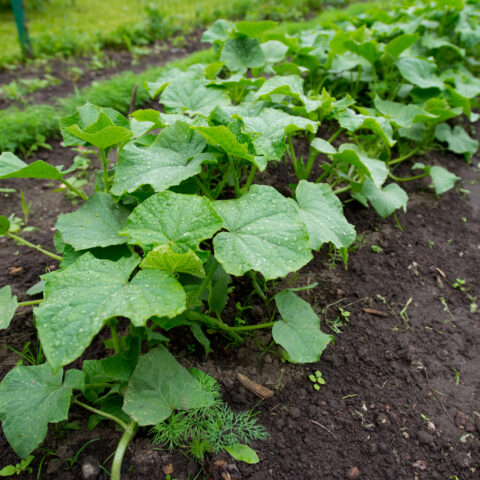 Here are 5 vegetables you can still plant by seed in your garden in may in new jersey - photo licensed by shore news network.