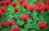 Here are 5 flowers you should grow to attract pollinators to your new jersey garden