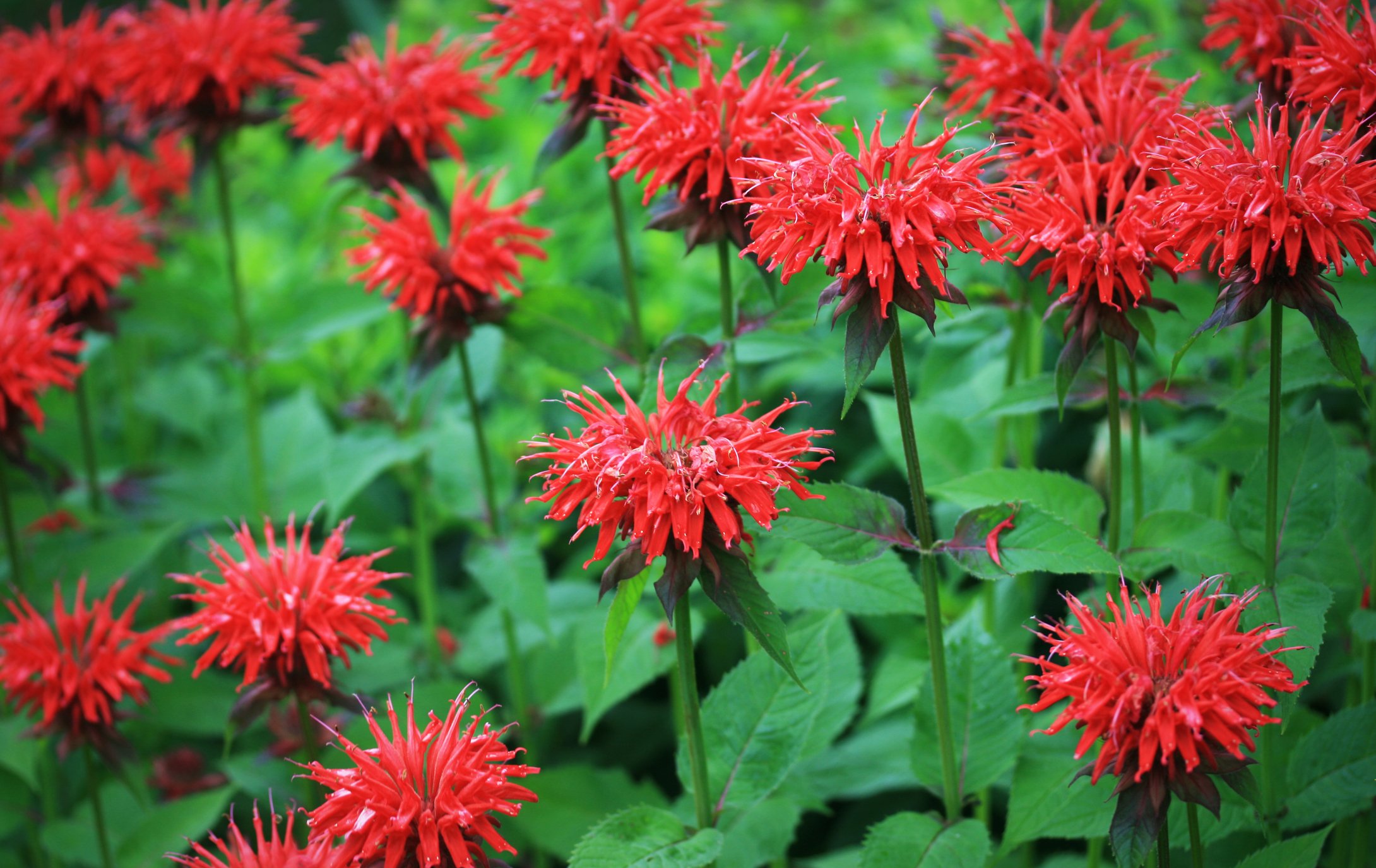 Here are 5 flowers you should grow to attract pollinators to your New Jersey garden