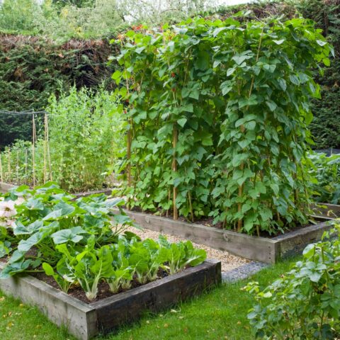 As spring turns to summer, here's what new jersey backyard gardeners need to know - photo licensed by shore news network.