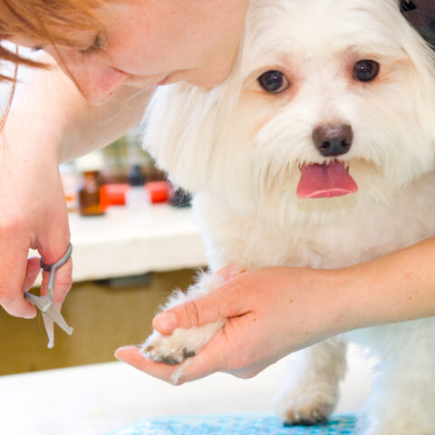 Dog groomer faces animal cruelty in fatal maltese dog incident - photo licensed by shore news network.
