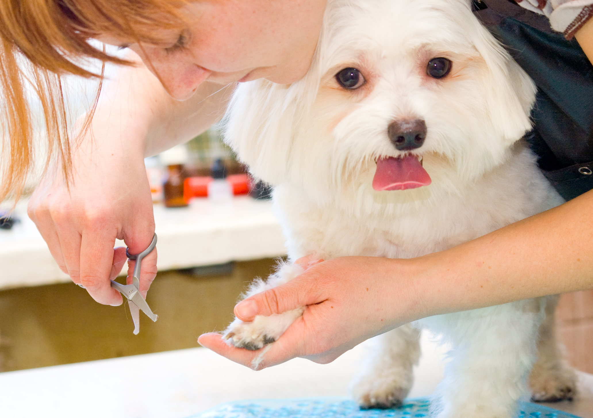 Dog Groomer Faces Animal Cruelty in Fatal Maltese Dog Incident