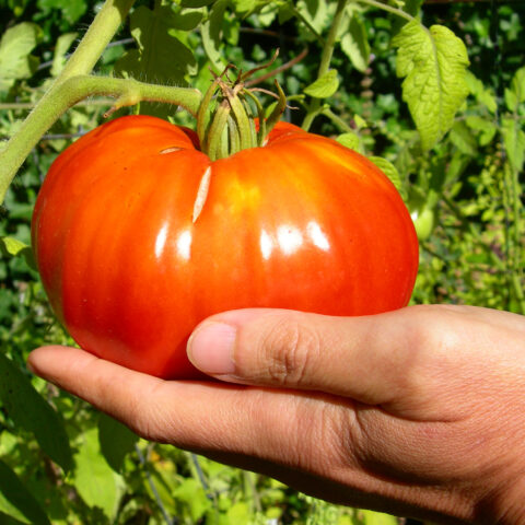 There's nothing like a jersey tomato and here's why - photo licensed by shore news network.