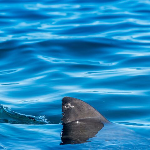 Shark bite sends teen surfer to hospital at the jersey shore - photo licensed by shore news network.