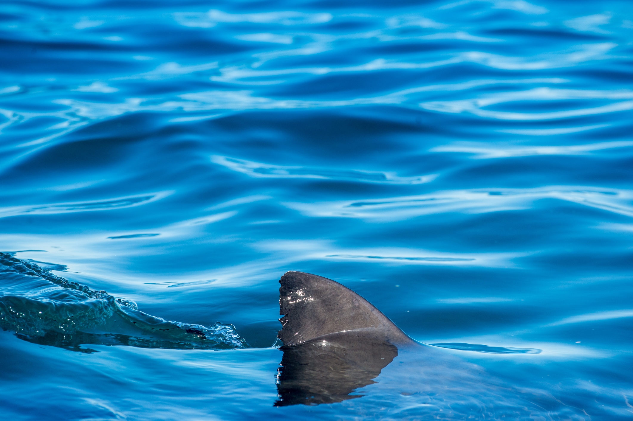 Shark bite sends teen surfer to hospital at the Jersey Shore
