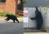 Black bear spotted wandering through frederick