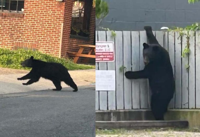 Black bear spotted wandering through frederick - photo licensed by shore news network.