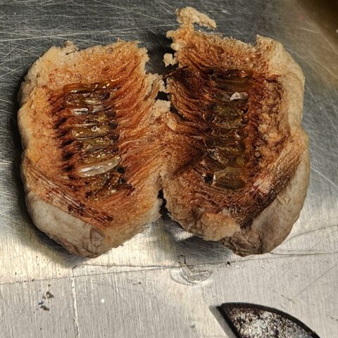 Cbp agriculture specialists at jfk discover live larvae among plastic flowers - photo licensed by shore news network.