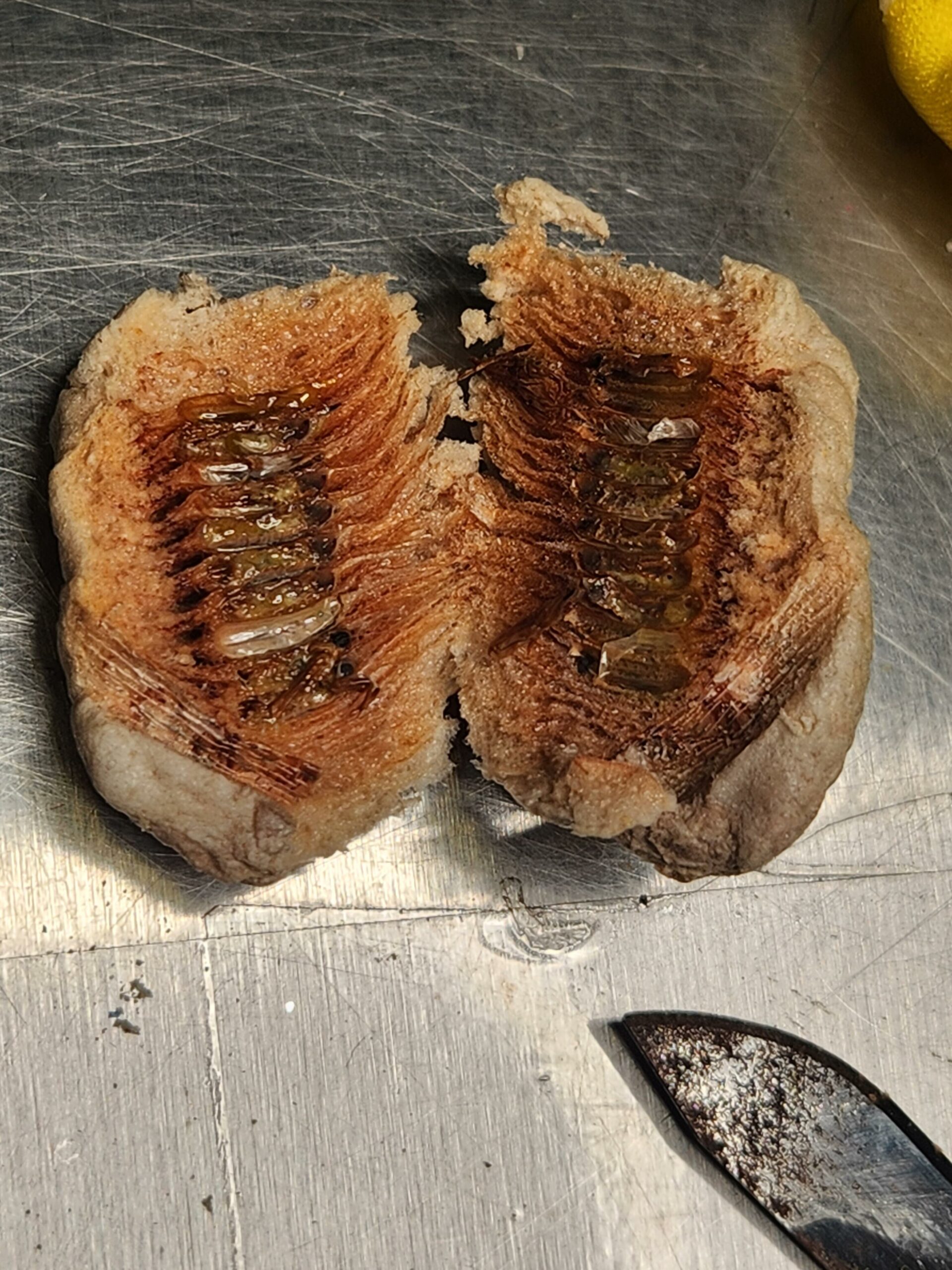 CBP Agriculture Specialists at JFK Discover Live Larvae Among Plastic Flowers
