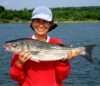 New striped bass bonus reporting rule goes into effect today in new jersey