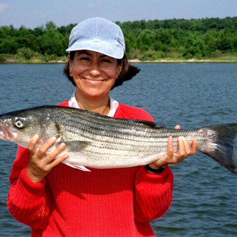 New striped bass bonus reporting rule goes into effect today in new jersey - photo licensed by shore news network.