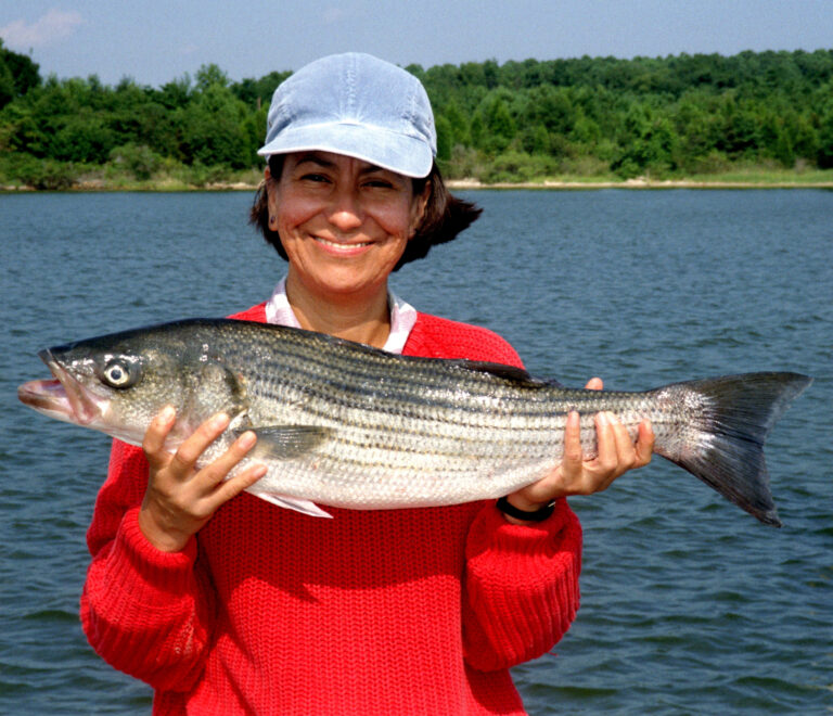 New striped bass bonus reporting rule goes into effect today in new jersey - photo licensed by shore news network.