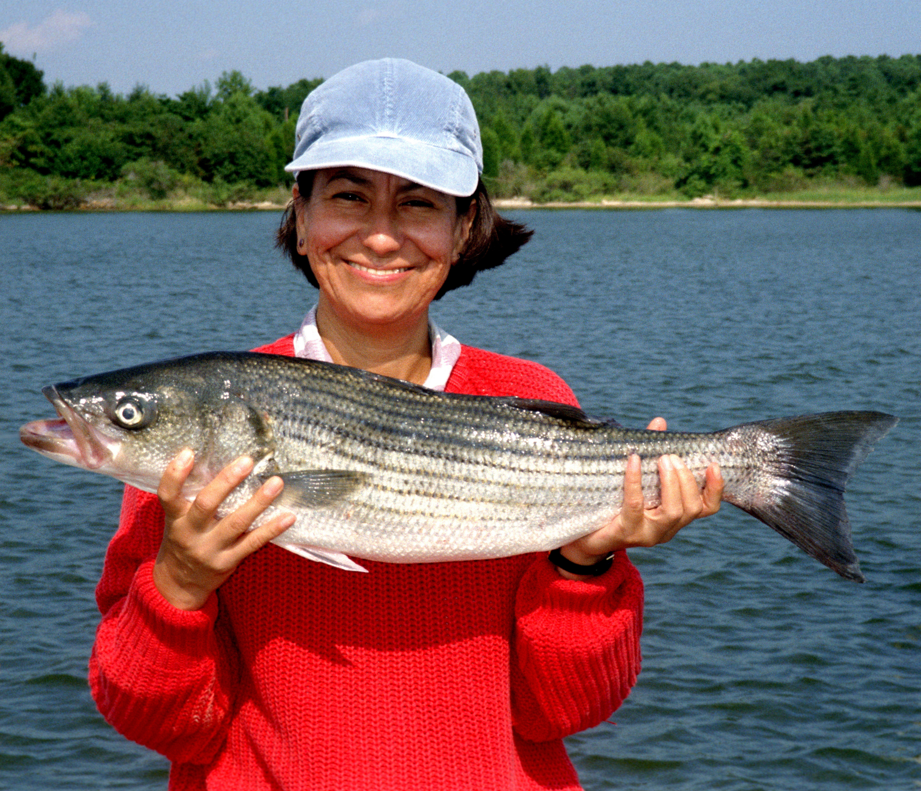 New striped bass bonus reporting rule goes into effect today in New Jersey