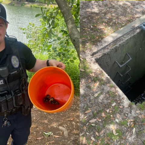 Ducklings rescued from storm drain by virginia cop - photo licensed by shore news network.