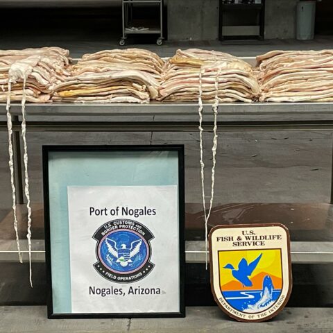 Second largest seizure of totoaba swim bladders by arizona cbp officers - photo licensed by shore news network.