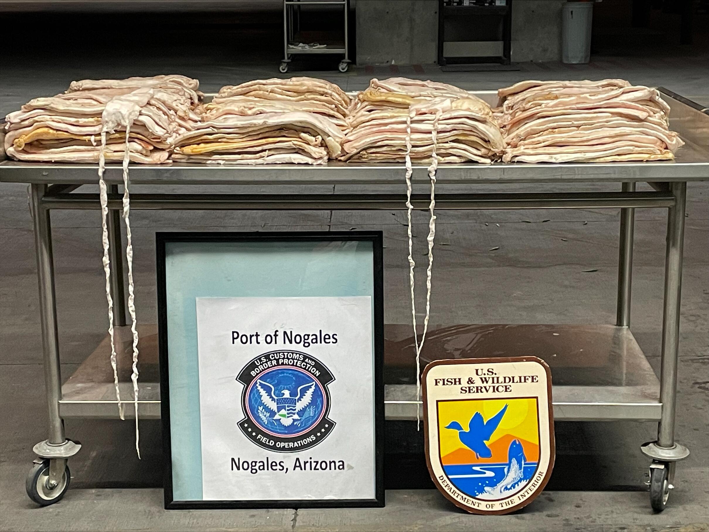 Second largest seizure of Totoaba Swim Bladders by Arizona CBP Officers