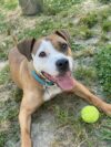 Virginia beach animal adoption center now open seven days a week