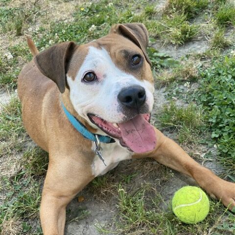 Virginia beach animal adoption center now open seven days a week - photo licensed by shore news network.