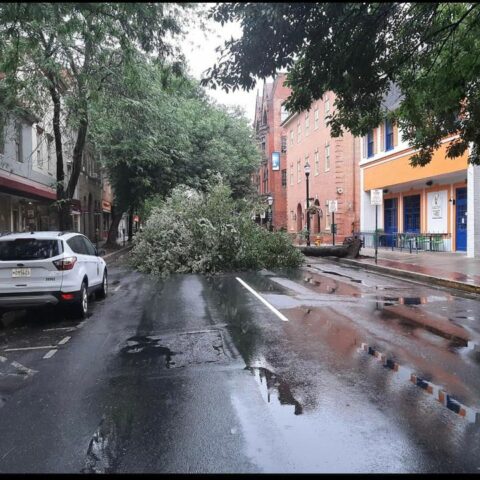 Passing storm downs tree in fredrick, causing road closure - photo licensed by shore news network.