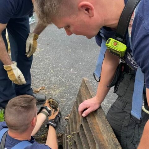 Cherry hill firefighters rescue ducklings, kittens; all in a day's work - photo licensed by shore news network.