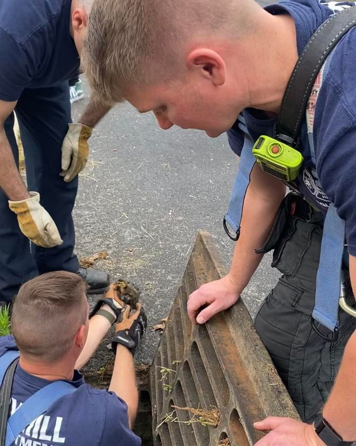 Cherry Hill firefighters rescue ducklings, kittens; All in a day's work