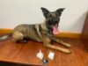 K-9 cop recognized for recent drug bust