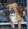 Do you know this guy? Police rescue stray dog