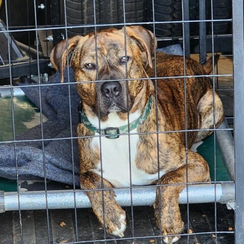 Do you know this guy? Police rescue stray dog - photo licensed by shore news network.
