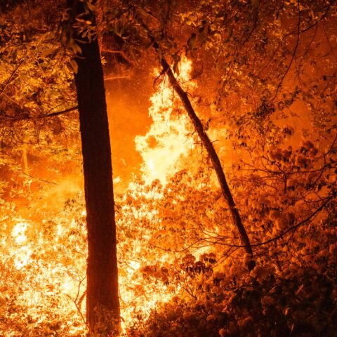 Massive south jersey wildfire grows to 3,100 acres, spreading - photo licensed by shore news network.