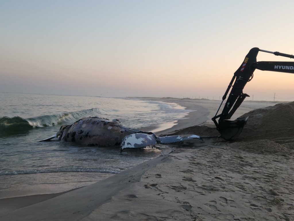 Two humpback whales found dead off Jersey and Long island coast