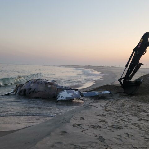 Two humpback whales found dead off jersey and long island coast - photo licensed by shore news network.