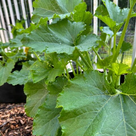 Heavy rains raise threat of powdery mildew for jersey zucchini growers - photo licensed by shore news network.