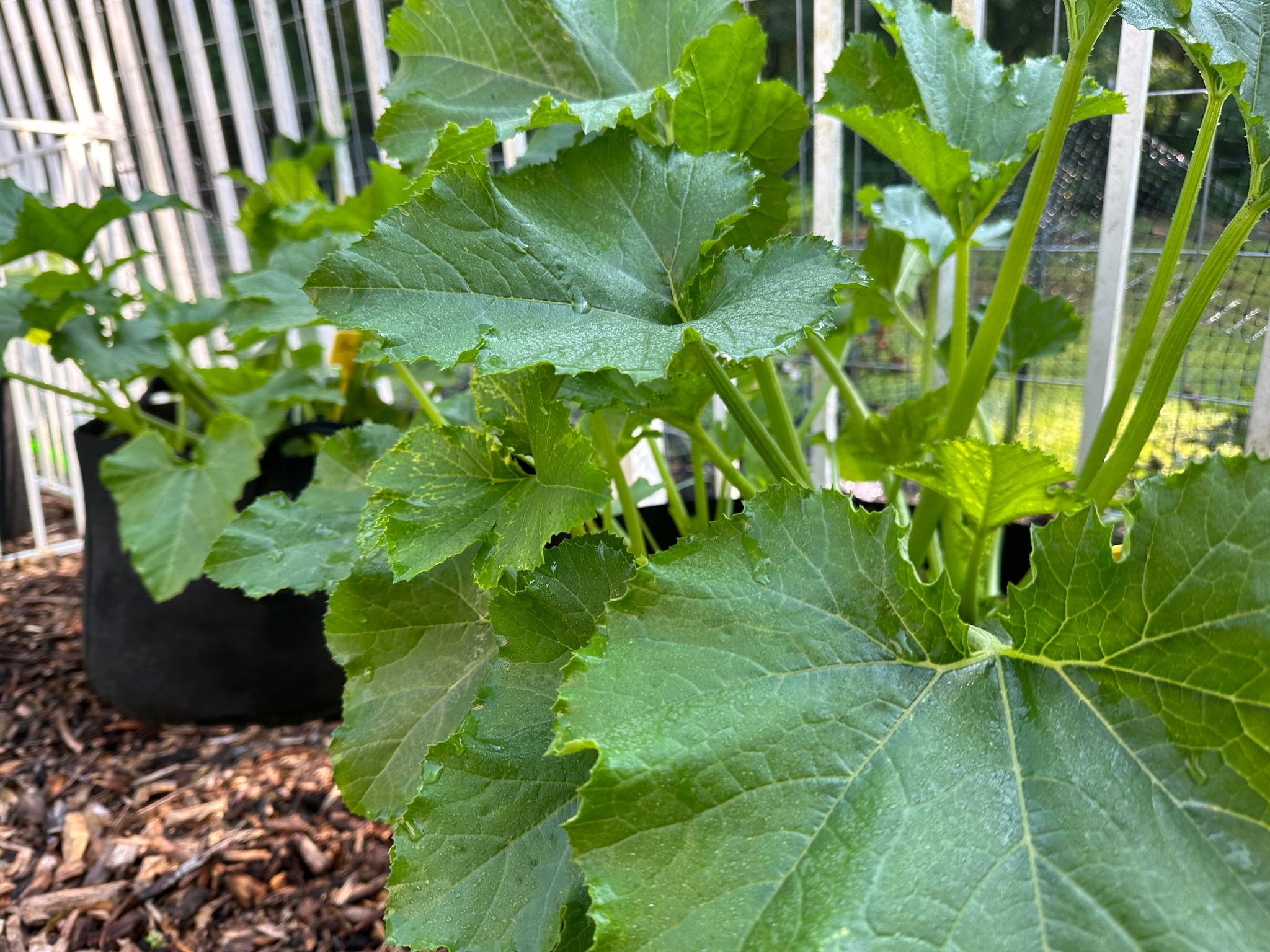 Heavy rains raise threat of powdery mildew for Jersey zucchini growers