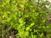 Yes, gooseberries are a new jersey thing