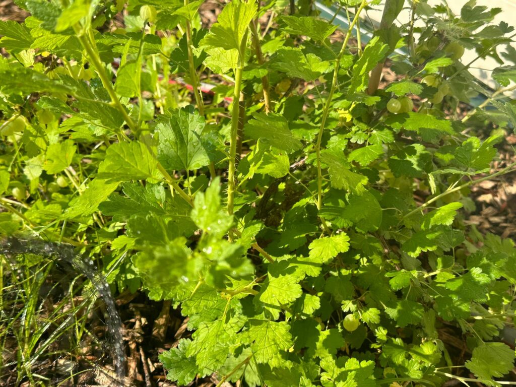 Yes, gooseberries are a New Jersey thing