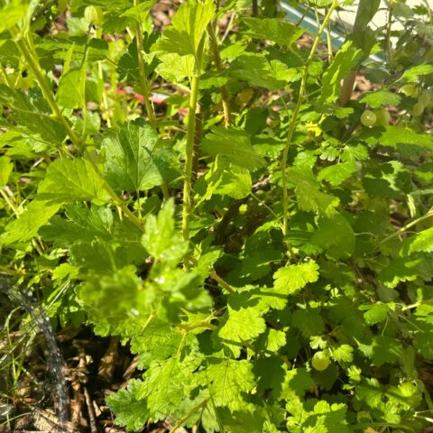 Yes, gooseberries are a new jersey thing - photo licensed by shore news network.