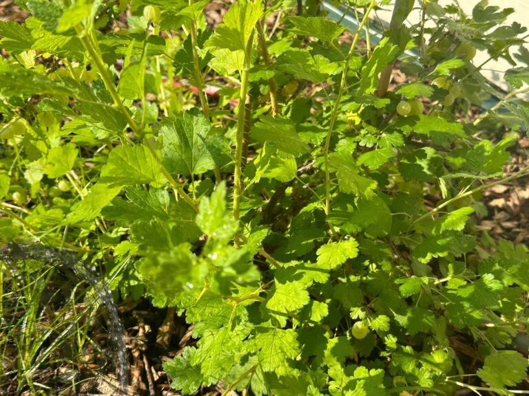 Yes, gooseberries are a new jersey thing - photo licensed by shore news network.