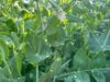For new jersey gardners, pea season is upon us