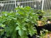 What does it mean when your potatoes are flowering?