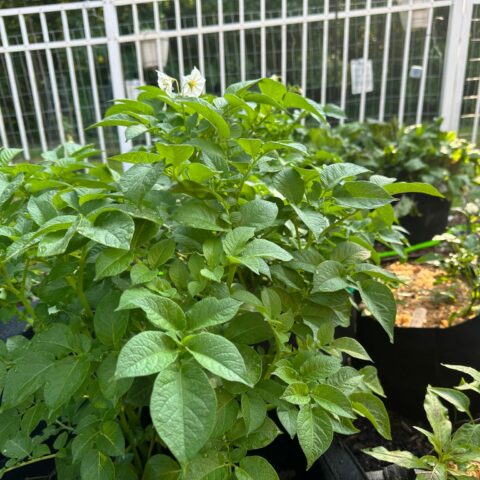 What does it mean when your potatoes are flowering? - photo licensed by shore news network.