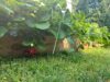 Hand picked new jersey strawberries are always better than store bought ones